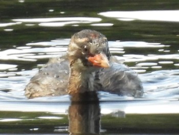 2022年9月18日(日) 大山上池・下池の野鳥観察記録