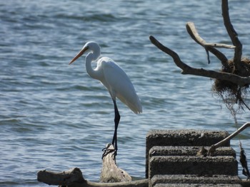 2022年9月18日(日) 最上川スワンパークの野鳥観察記録