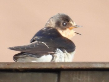 2022年9月18日(日) スイデンテラスの野鳥観察記録