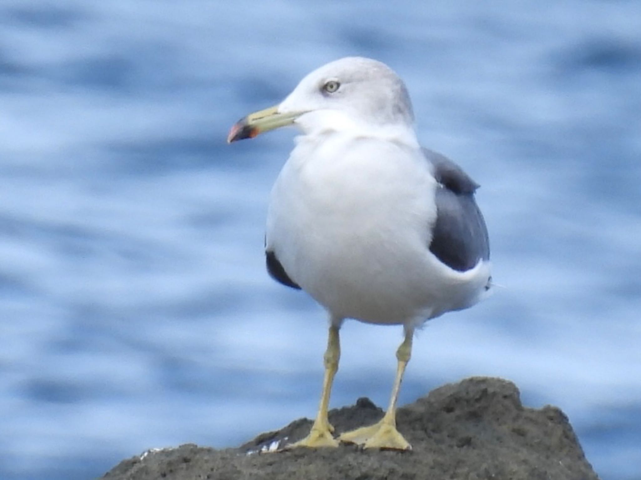 ウミネコ