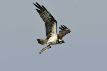 Tue, 9/13/2022 Birding report at 千里浜(石川県羽咋市)