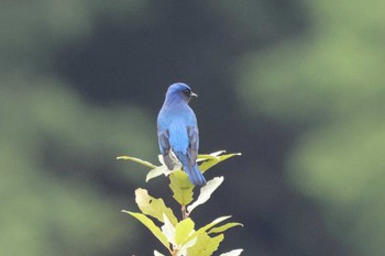 Blue-and-white Flycatcher 庭田山頂公園 Sat, 9/17/2022