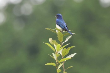 Blue-and-white Flycatcher 庭田山頂公園 Sat, 9/17/2022