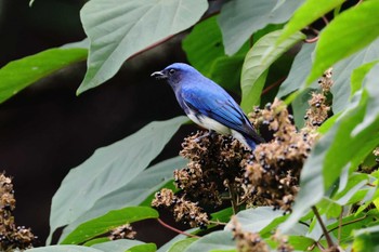 Blue-and-white Flycatcher 庭田山頂公園 Sat, 9/17/2022