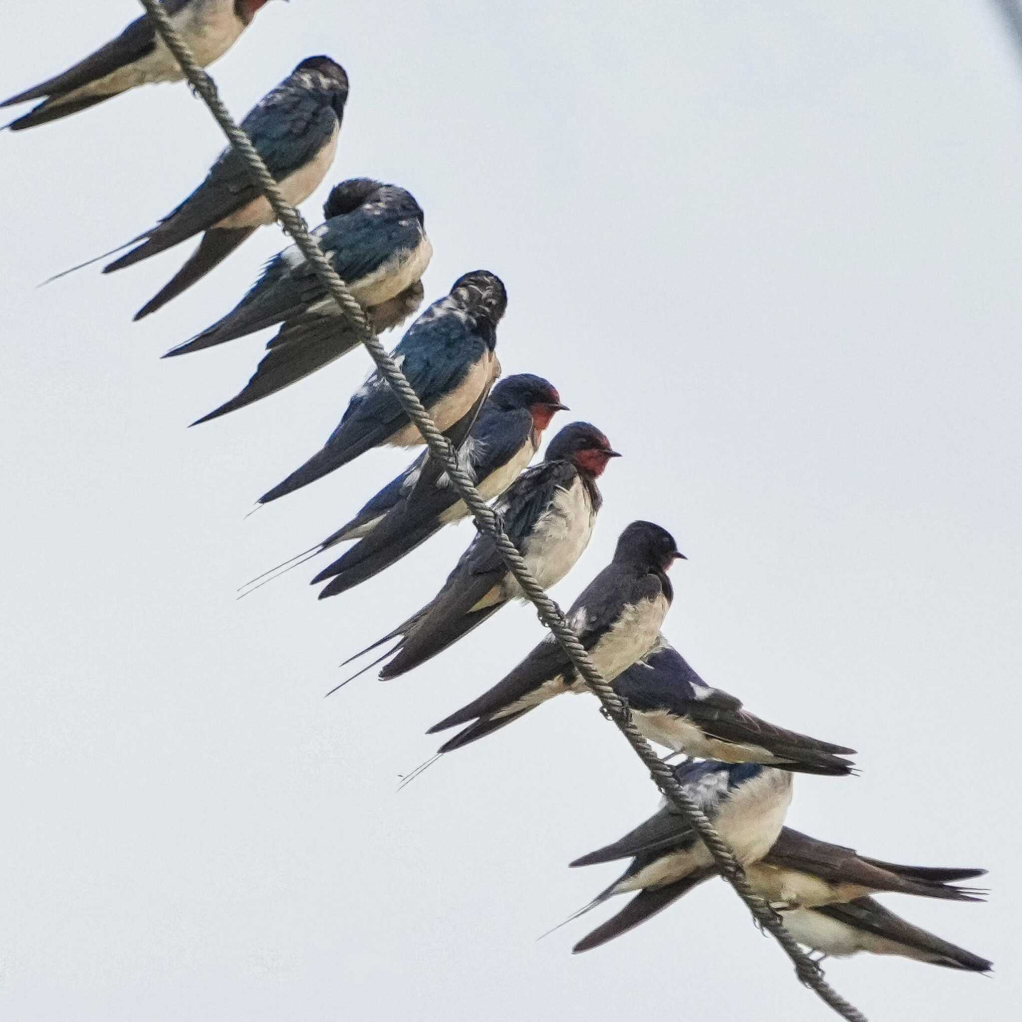 Barn Swallow