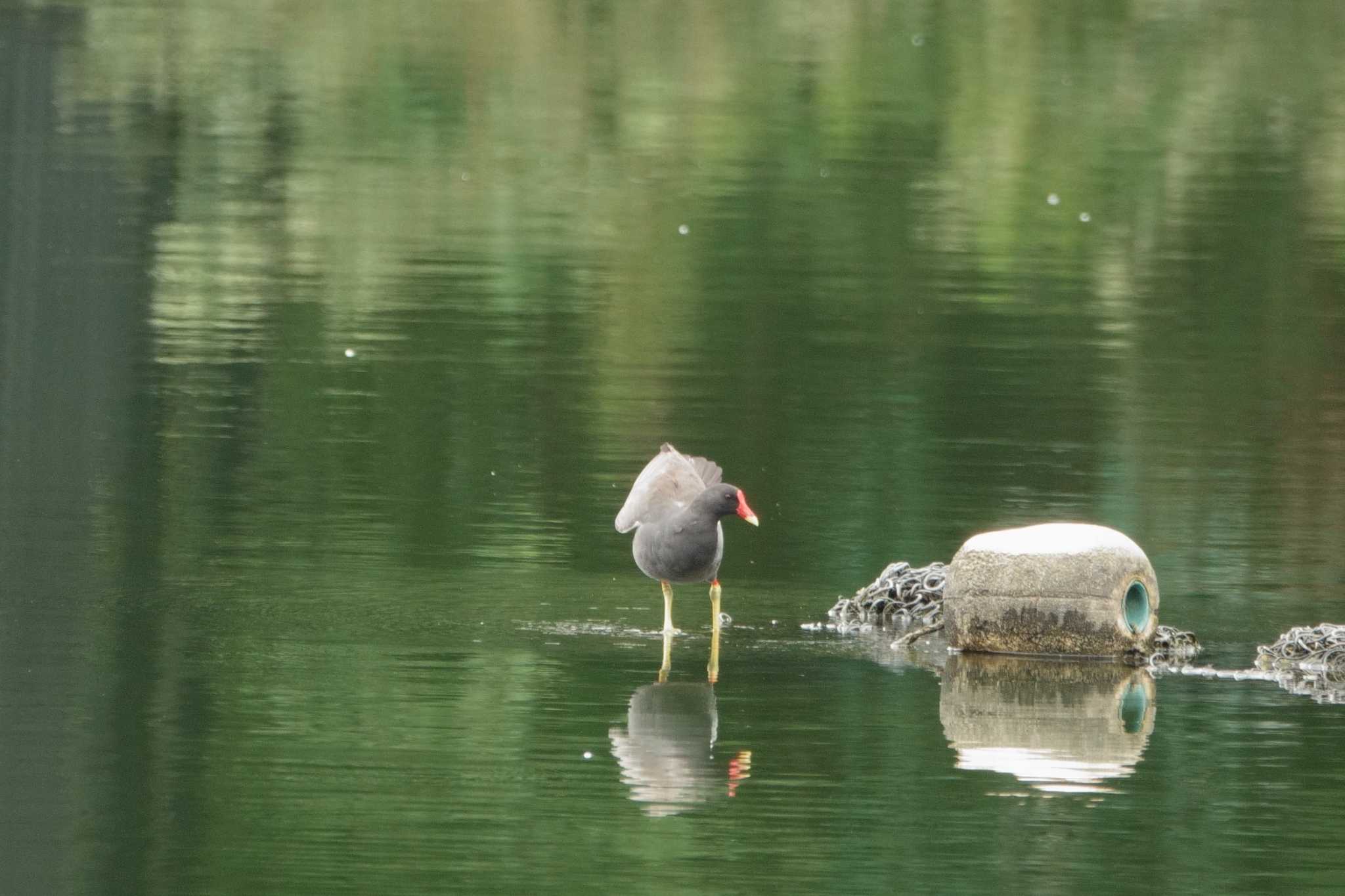 Common Moorhen