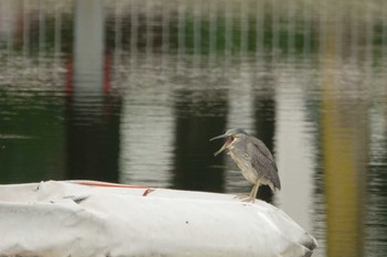 2022年8月7日(日) 都立浮間公園の野鳥観察記録