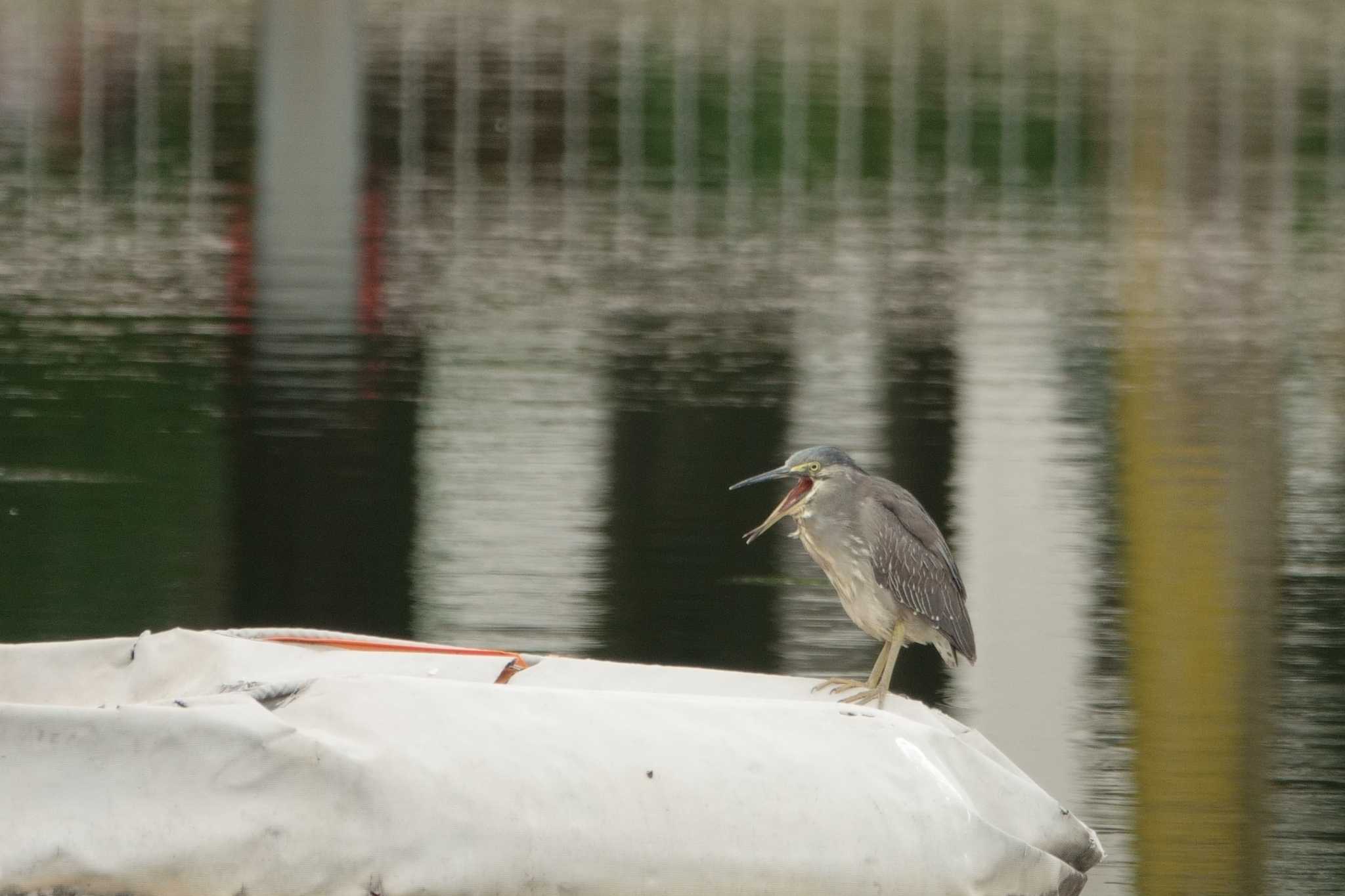 Striated Heron