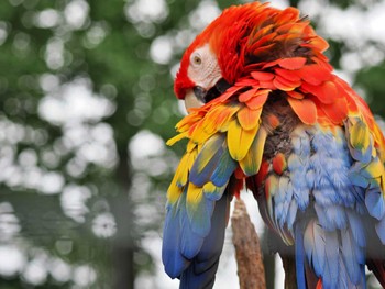 コンゴウインコ 釧路 2022年9月6日(火)