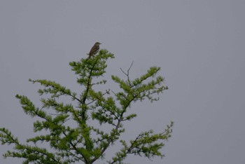 Olive-backed Pipit 長野県 Unknown Date