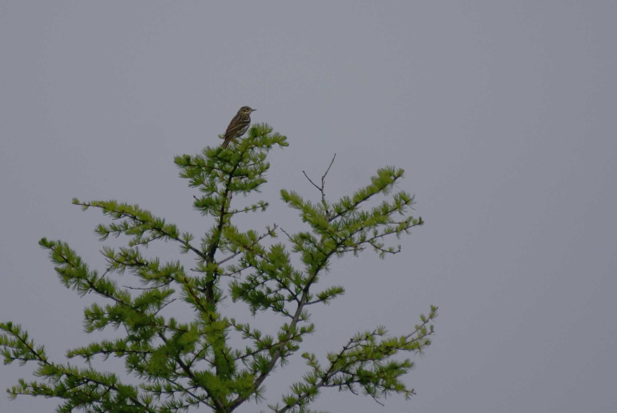 Photo of Olive-backed Pipit at 長野県 by bea