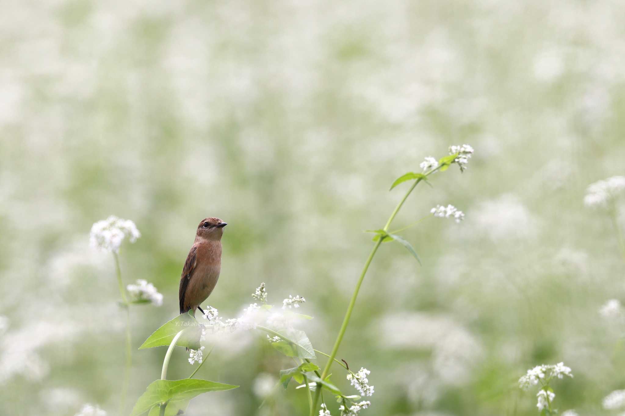 埼玉県秩父 ノビタキの写真 by 八丈 鶫