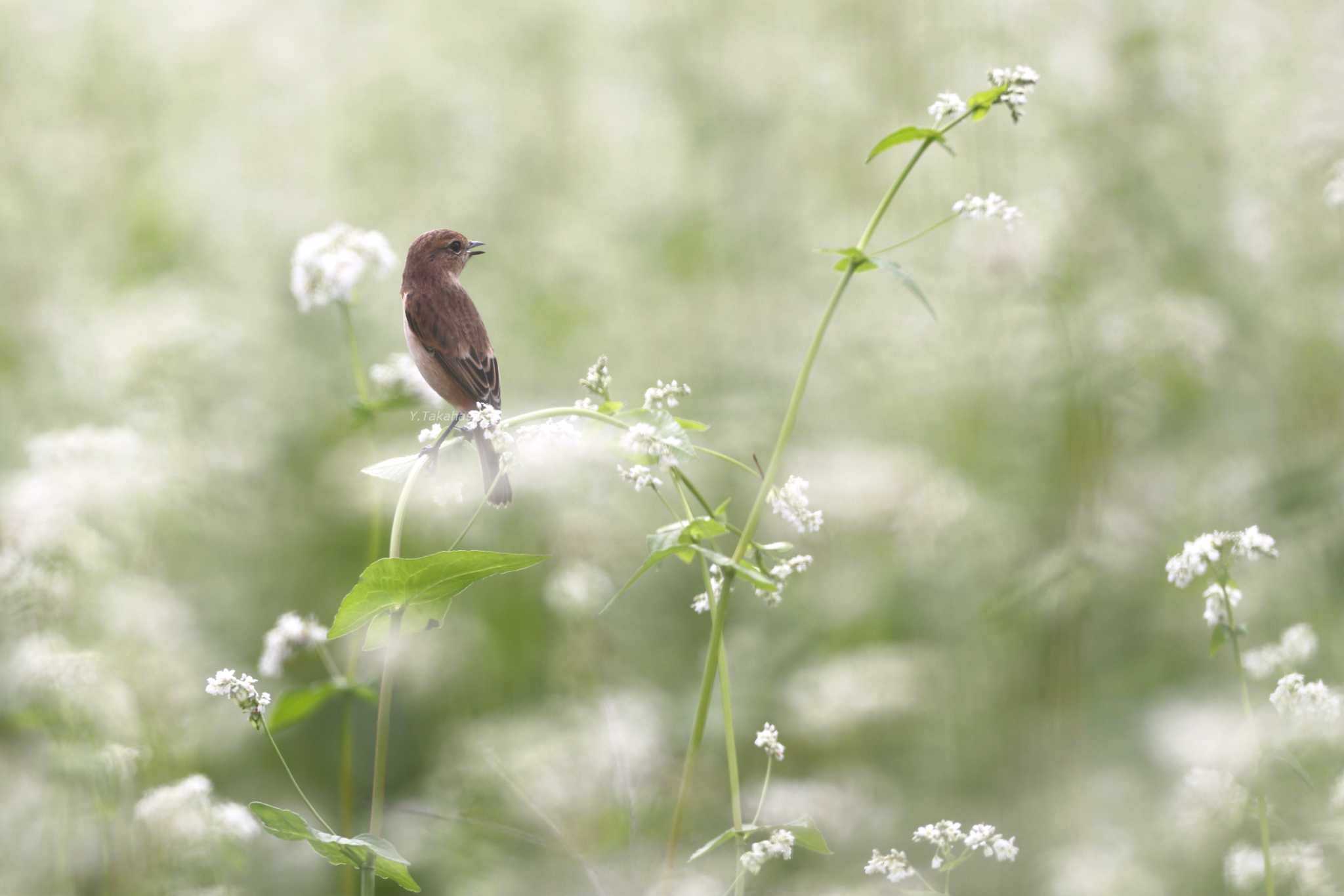 埼玉県秩父 ノビタキの写真 by 八丈 鶫