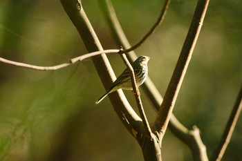 Olive-backed Pipit 神奈川県 Unknown Date