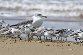 Sanderling 千里浜(石川県羽咋市) Tue, 9/13/2022