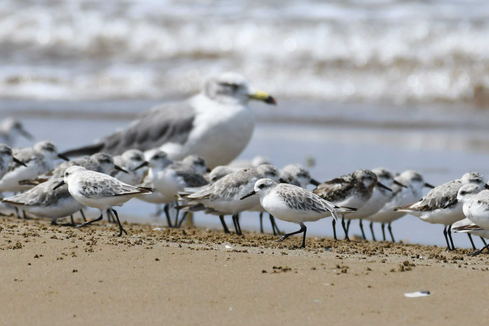 Sanderling