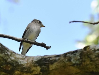 2022年9月20日(火) 江津湖の野鳥観察記録