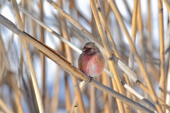 ベニマシコ 秋ヶ瀬公園 2018年1月30日(火)