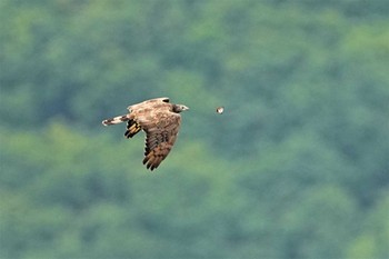 Crested Honey Buzzard Shirakaba-touge Sat, 9/17/2022