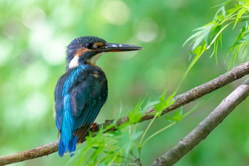 2022年9月5日(月) 薬師池公園の野鳥観察記録