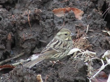 Masked Bunting Maioka Park Sat, 2/3/2018