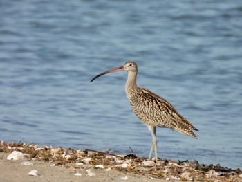 Fri, 9/16/2022 Birding report at 加古川河口