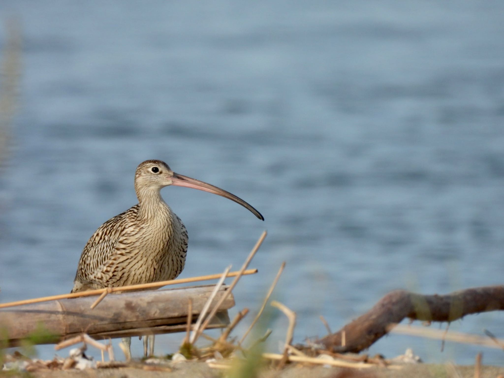 Far Eastern Curlew