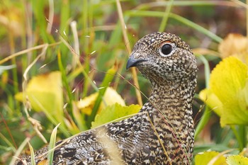 2022年9月19日(月) 室堂平の野鳥観察記録