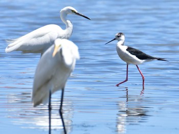 セイタカシギ 東京港野鳥公園 2022年9月10日(土)