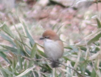 Bull-headed Shrike Maioka Park Sat, 2/3/2018