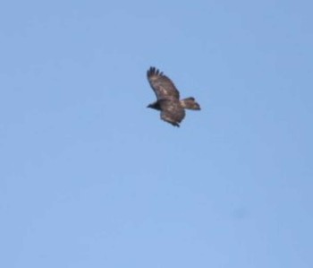 Grey-faced Buzzard Shirakaba-touge Fri, 9/16/2022