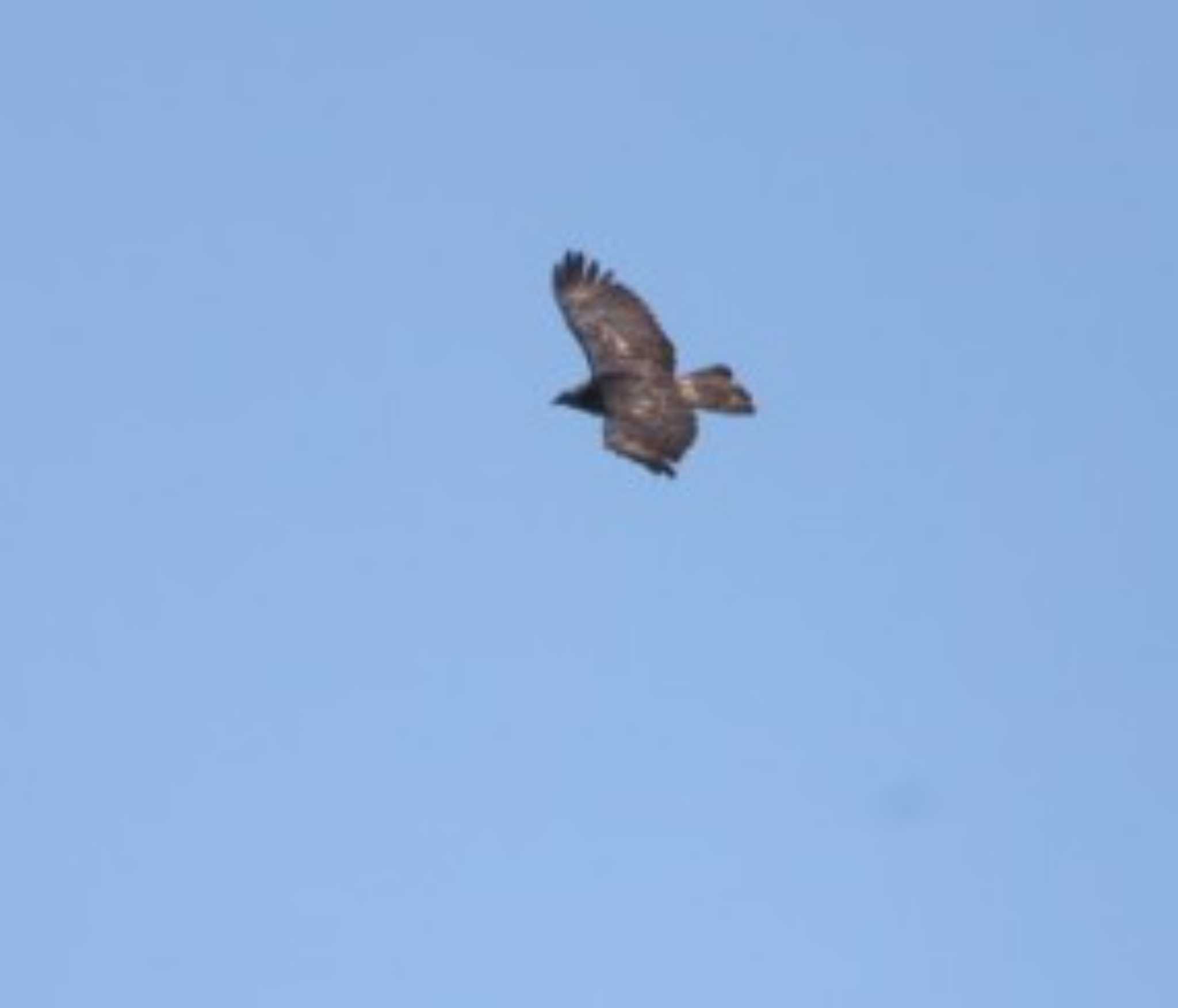 Photo of Grey-faced Buzzard at Shirakaba-touge by カルル