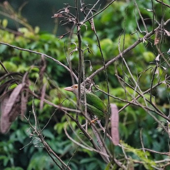 Sun, 9/18/2022 Birding report at Khao Mai Keao Reservation Park