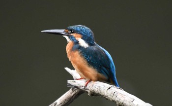 Sun, 9/11/2022 Birding report at 四季の森公園(横浜市緑区)