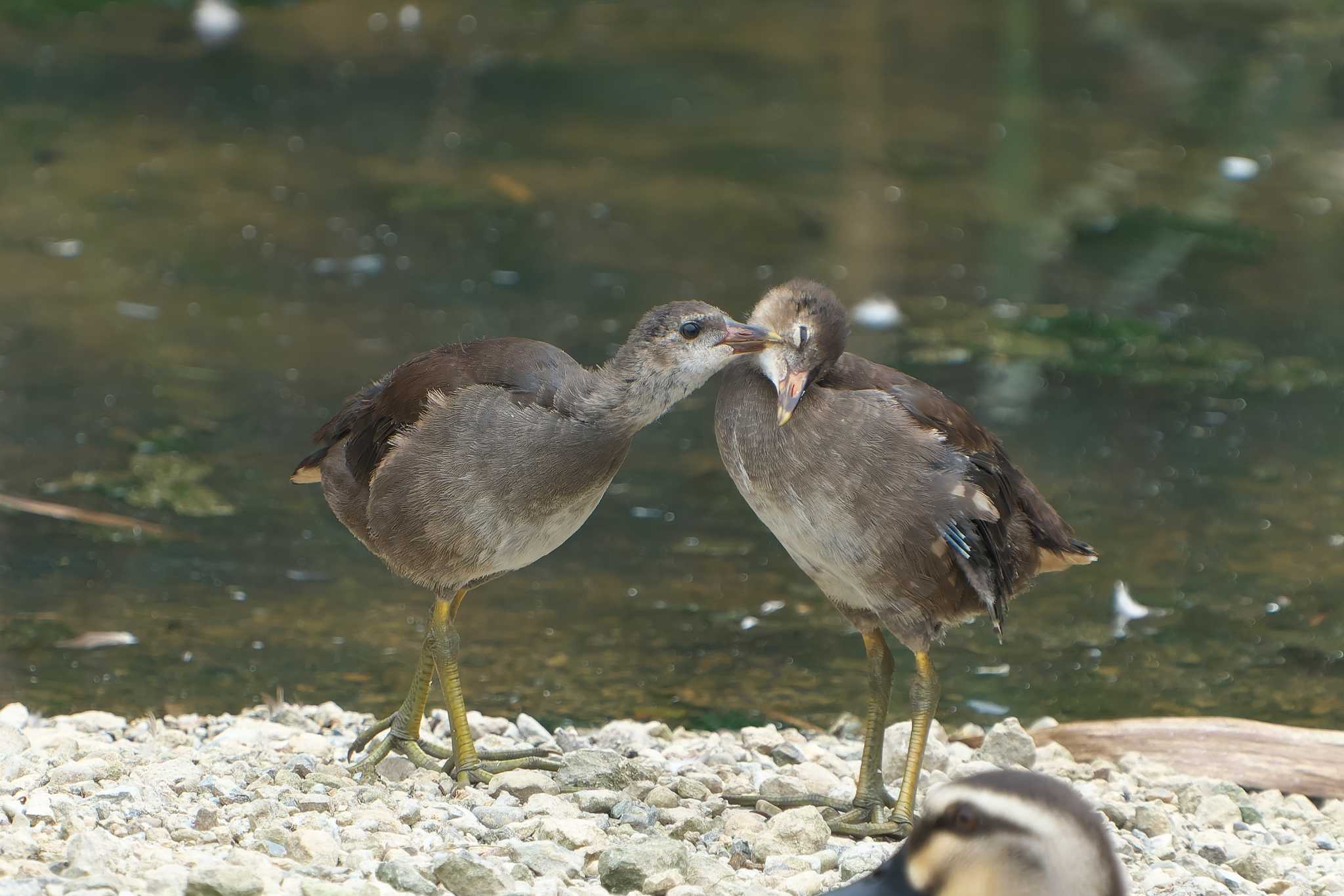 Common Moorhen