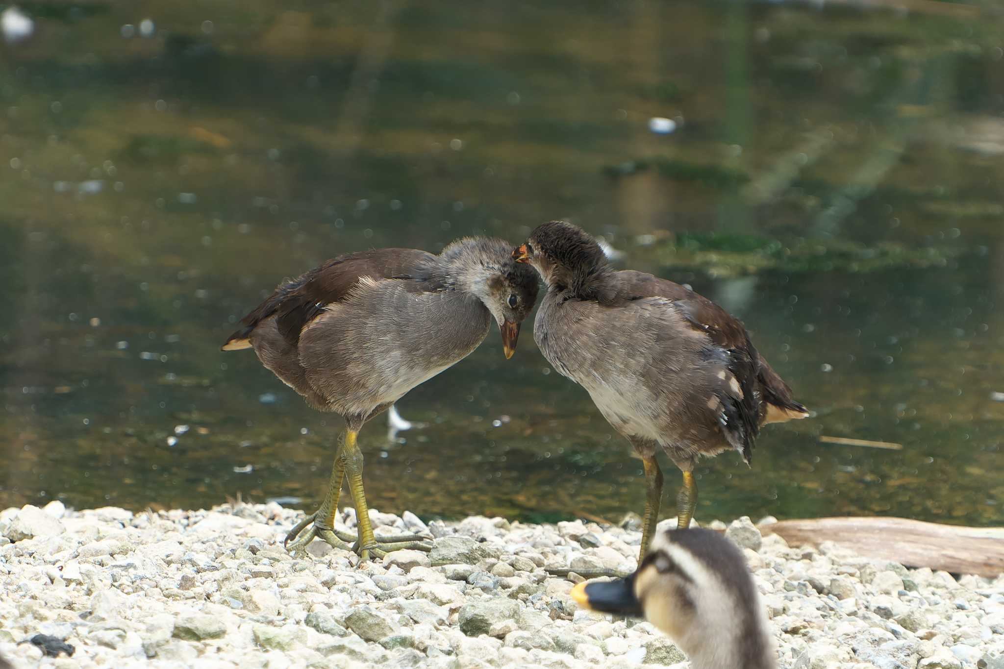 Common Moorhen