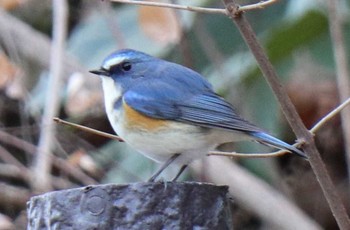 Red-flanked Bluetail 衣笠山公園 Sat, 1/6/2018