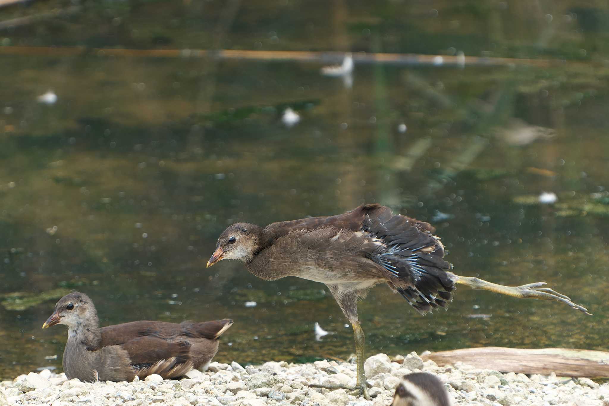 Common Moorhen