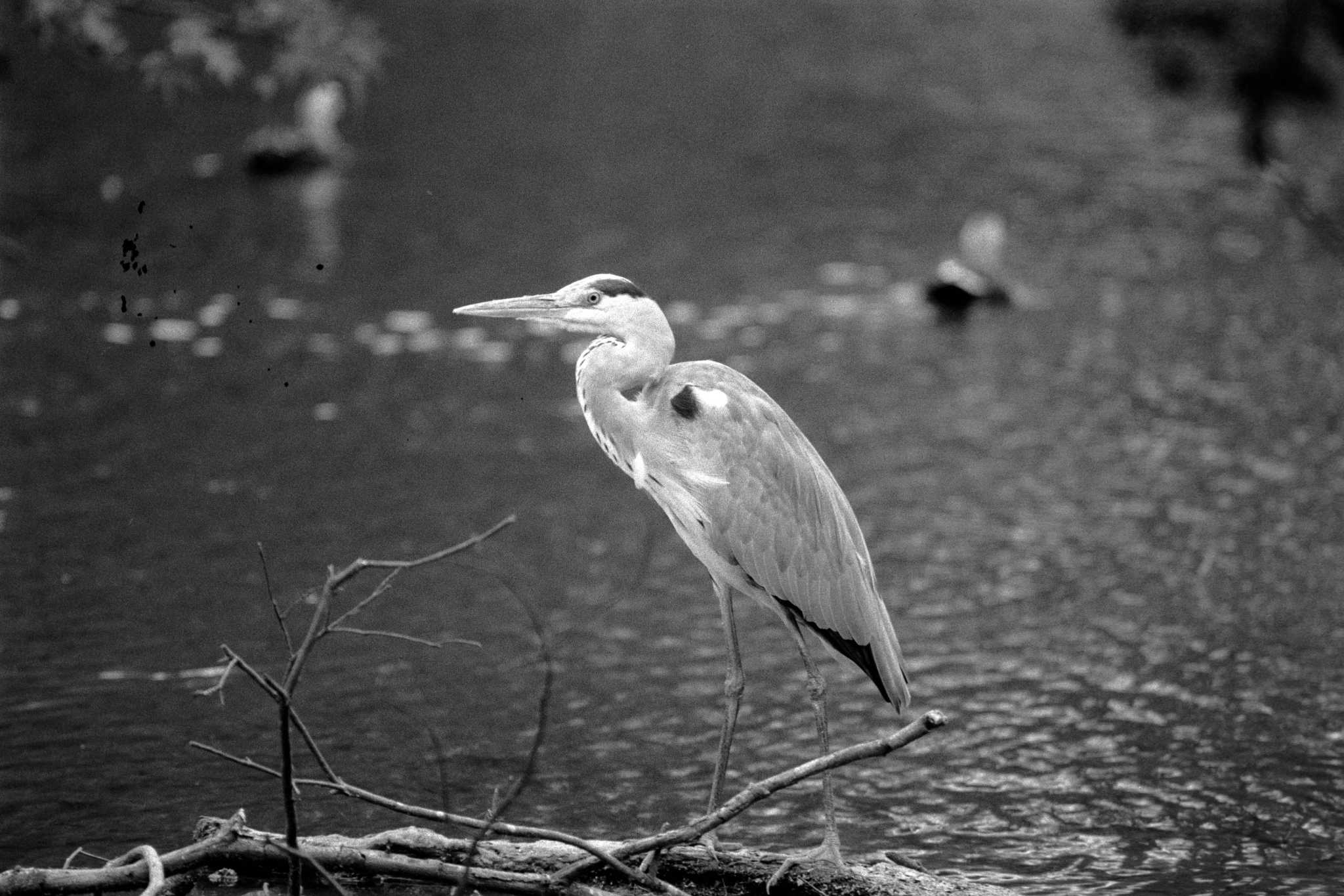 奈良公園 アオサギの写真 by veritas_vita