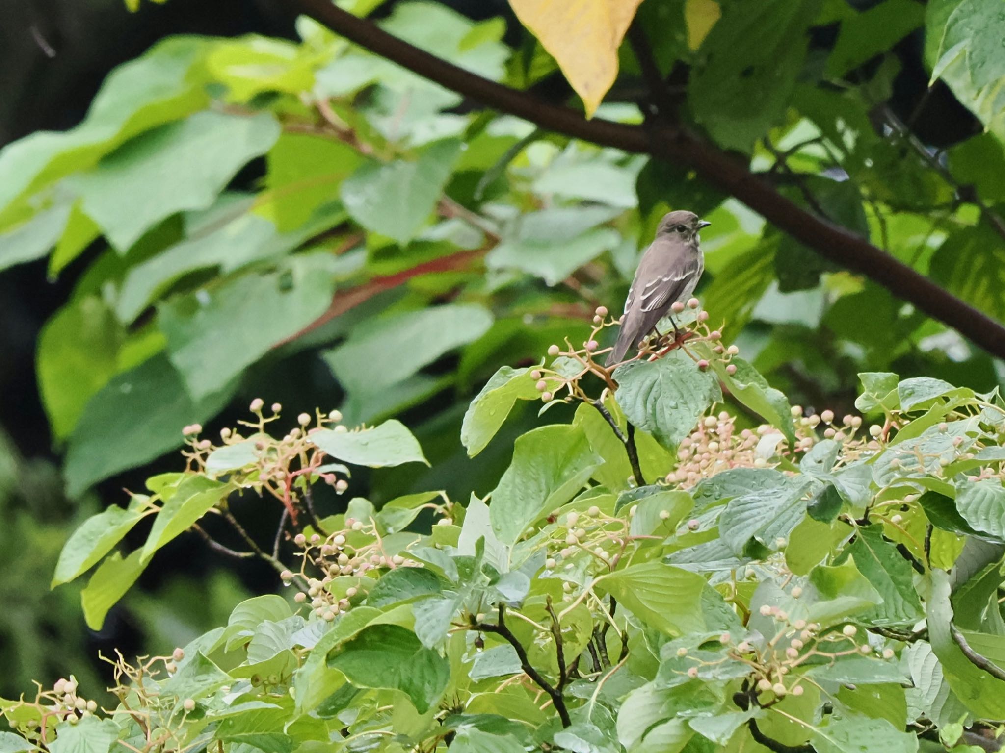 東京港野鳥公園 エゾビタキの写真 by クロやん