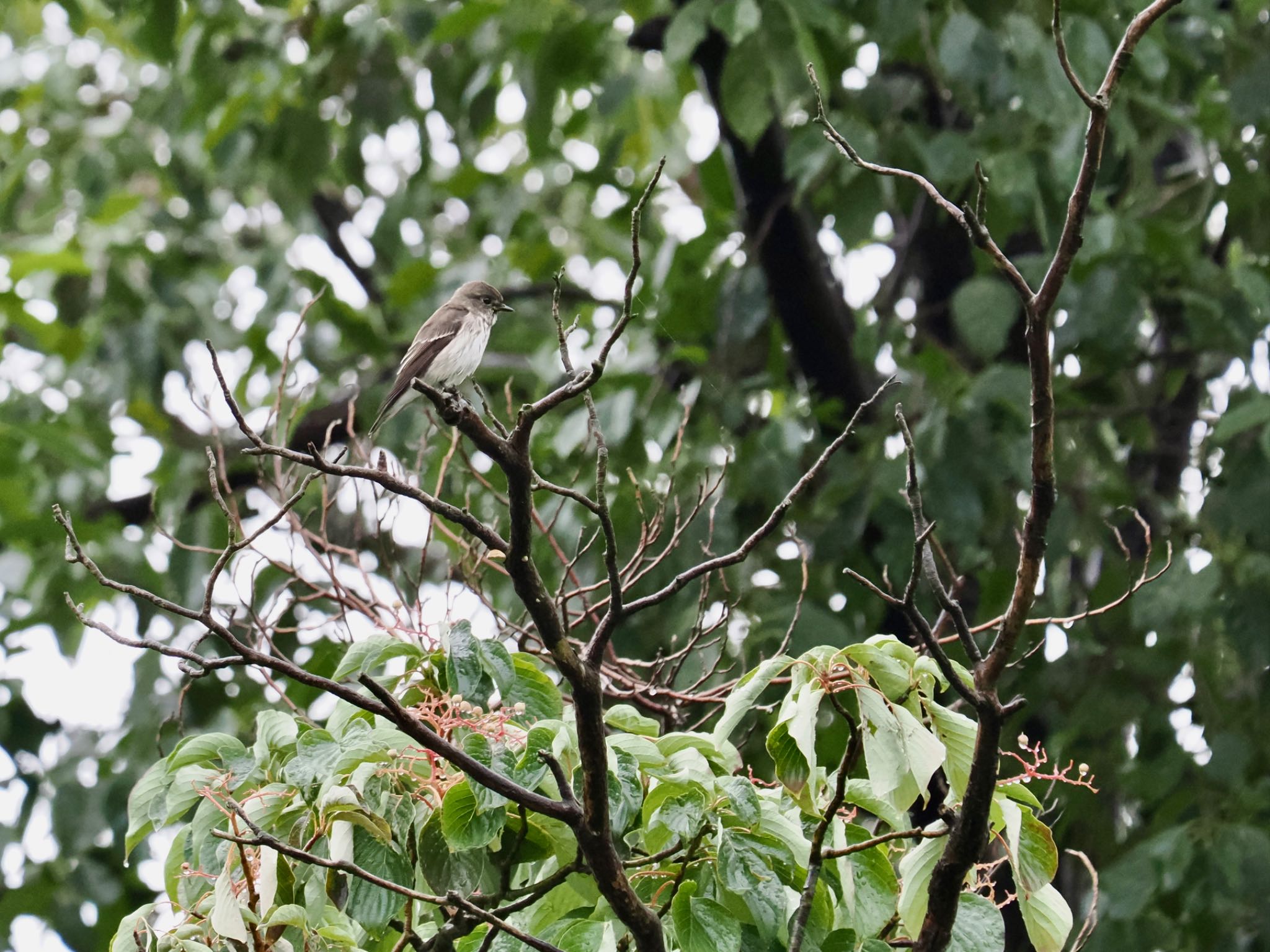 東京港野鳥公園 エゾビタキの写真 by クロやん