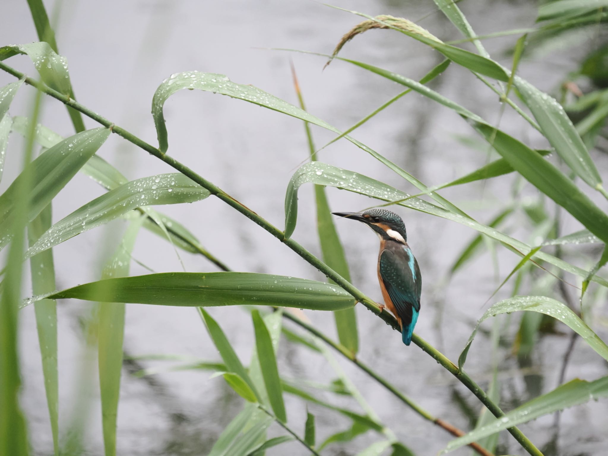 東京港野鳥公園 カワセミの写真 by クロやん