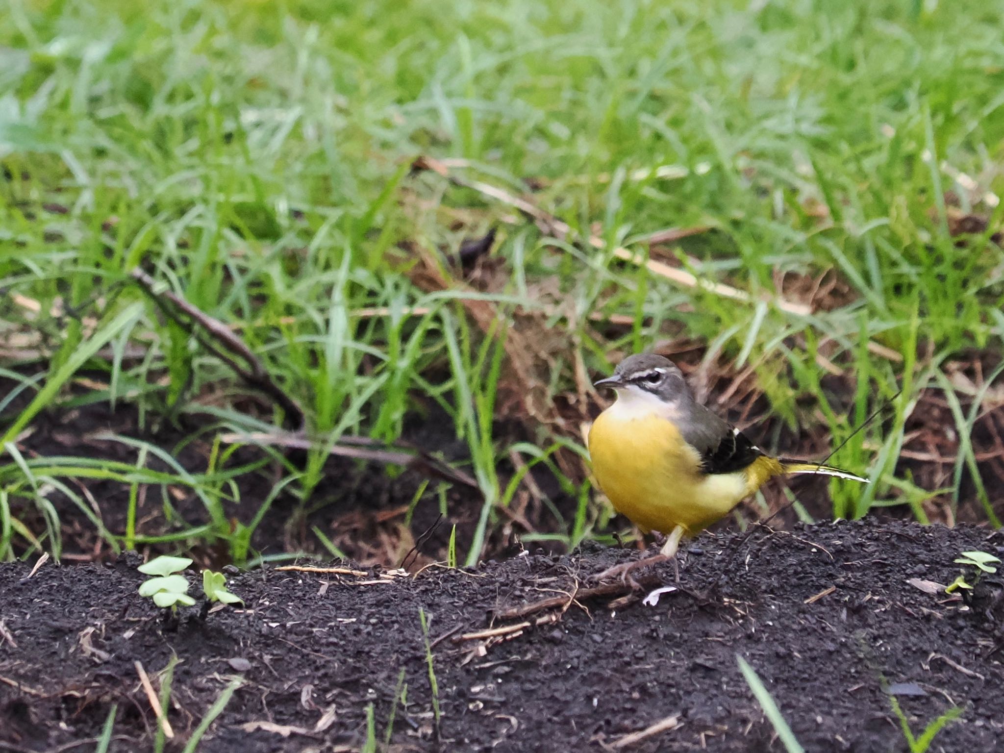 東京港野鳥公園 キセキレイの写真 by クロやん