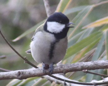 シジュウカラ 舞岡公園 2018年2月3日(土)