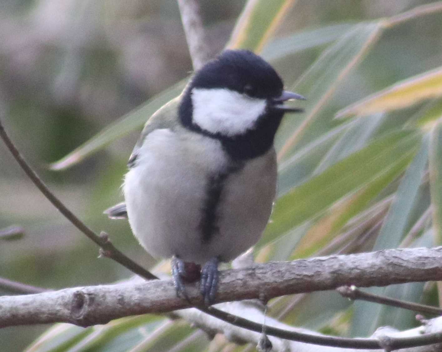 シジュウカラ