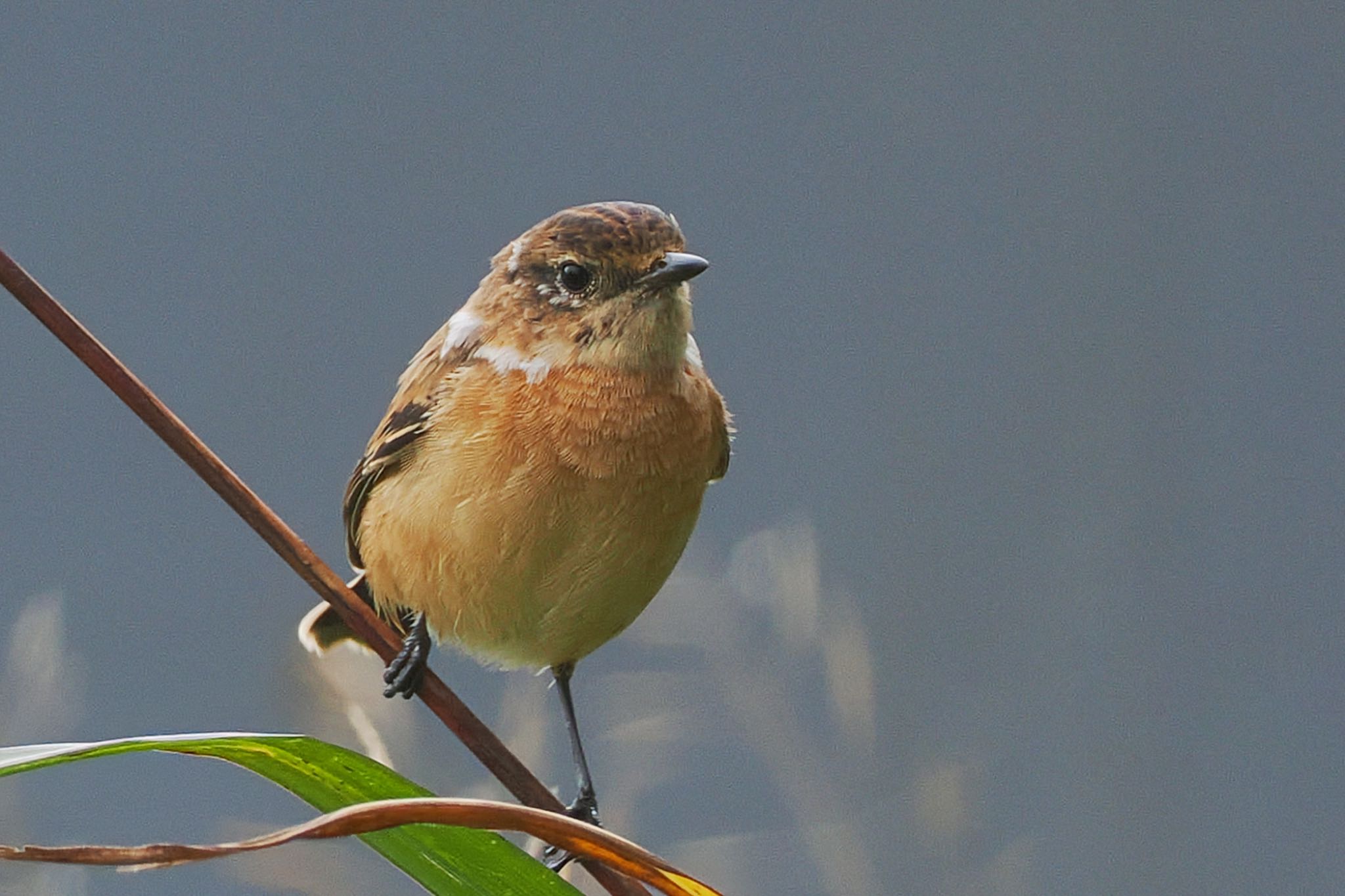 Amur Stonechat