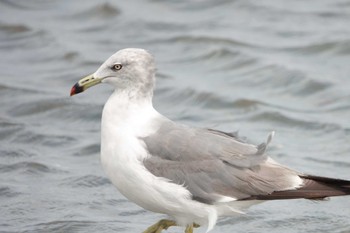 2022年8月14日(日) ふなばし三番瀬海浜公園の野鳥観察記録