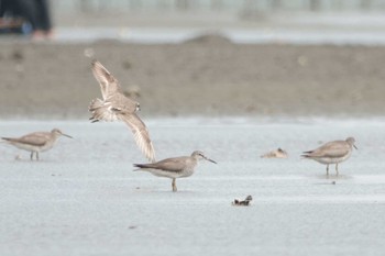 キアシシギ ふなばし三番瀬海浜公園 2022年8月14日(日)