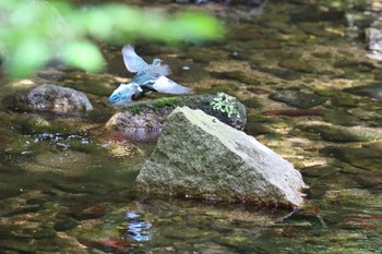 カワセミ 夙川河川敷緑地(夙川公園) 2022年8月11日(木)