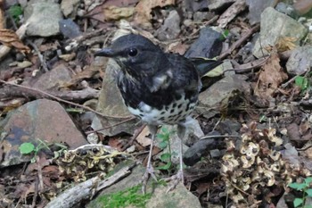 Japanese Thrush 庭田山頂公園 Sat, 9/17/2022